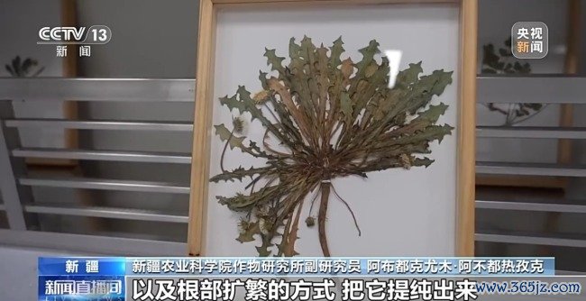 从橡胶草提取合格天然橡胶，已实现量产