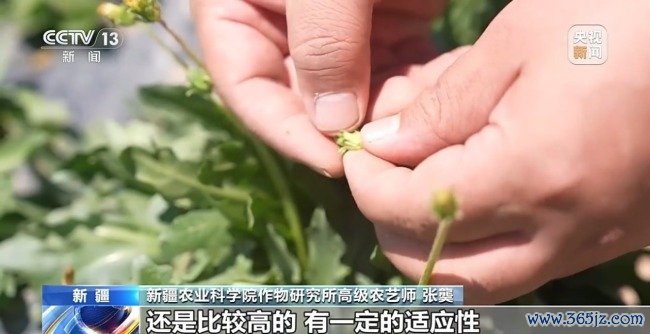 从橡胶草提取合格天然橡胶，已实现量产